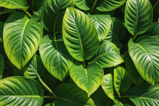 realistic green plant texture