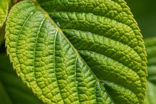 realistic leaves texture